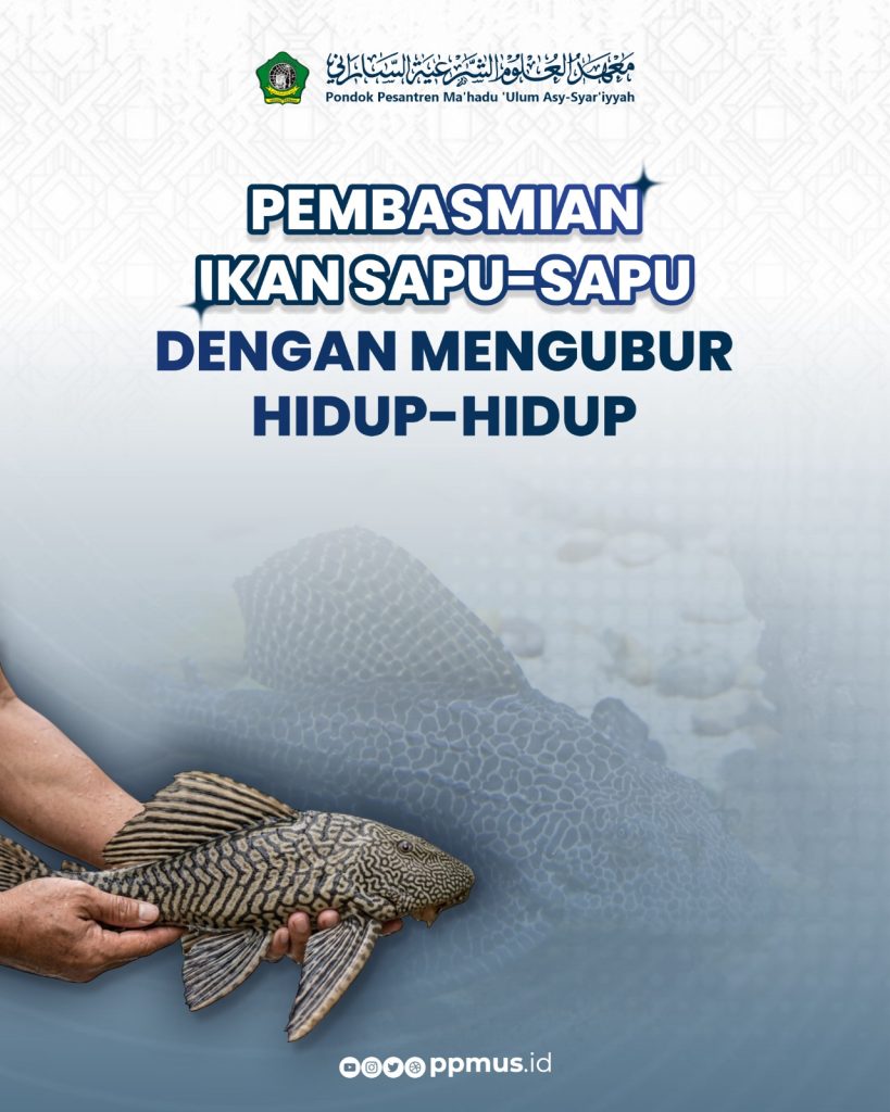 Pembasmian Ikan Sapu-Sapu dengan Mengubur Hidup-Hidup
